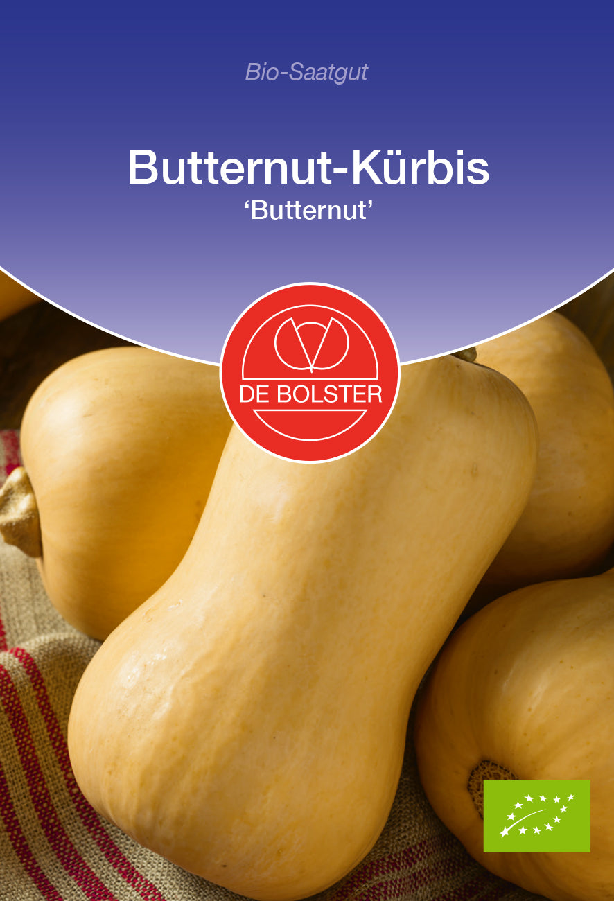 Butternut - Kürbis Butternut | BIO Butternutkürbissamen von De Bolster