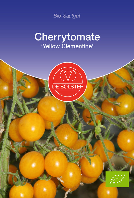 Cherrytomate Yellow Clementine | BIO Kirschtomatensamen von De Bolster