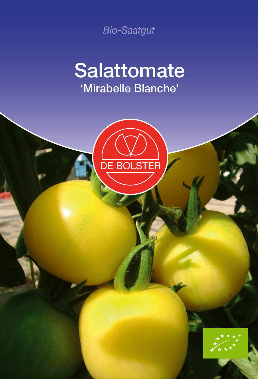 Salattomate Mirabelle Blanche | BIO Tomatensamen von De Bolster