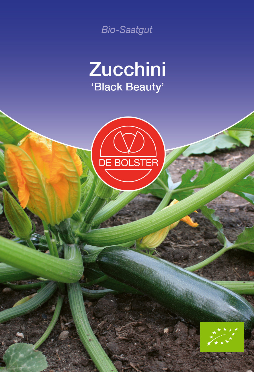 Zucchini Black Beauty | BIO Zucchinisamen von De Bolster