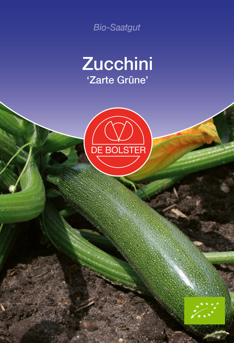 Zucchini Zarte Grüne | BIO Zucchinisamen von De Bolster [MHD 12/2023]