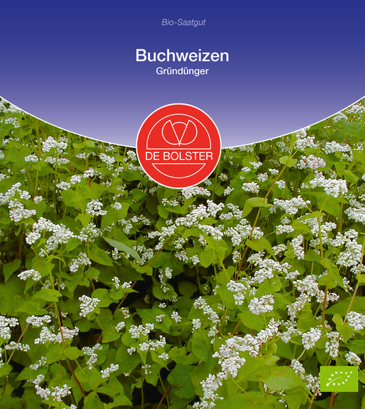 Buchweizen Gründünger | BIO Gründünger von De Bolster