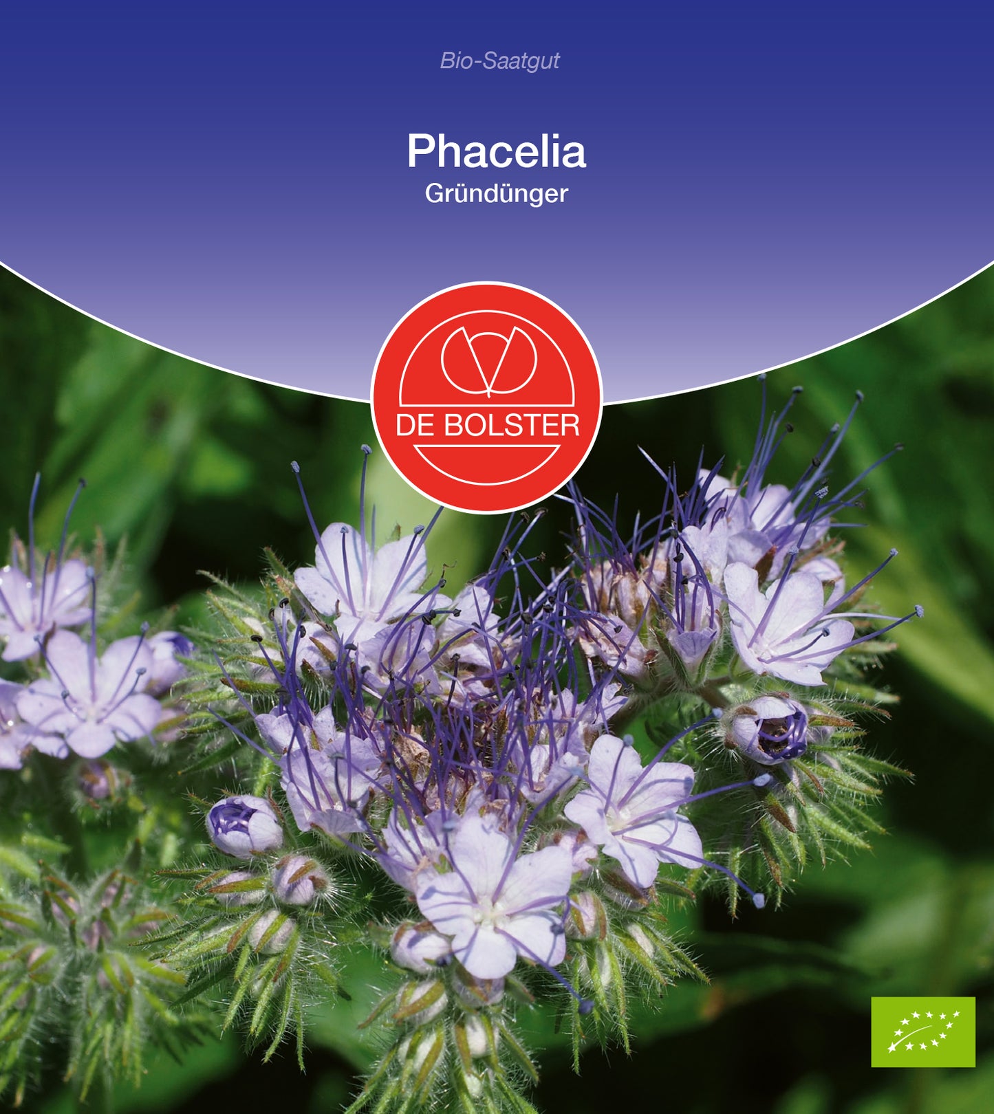 Phacelia Gründünger | BIO  Phaceliasamen von De Bolster