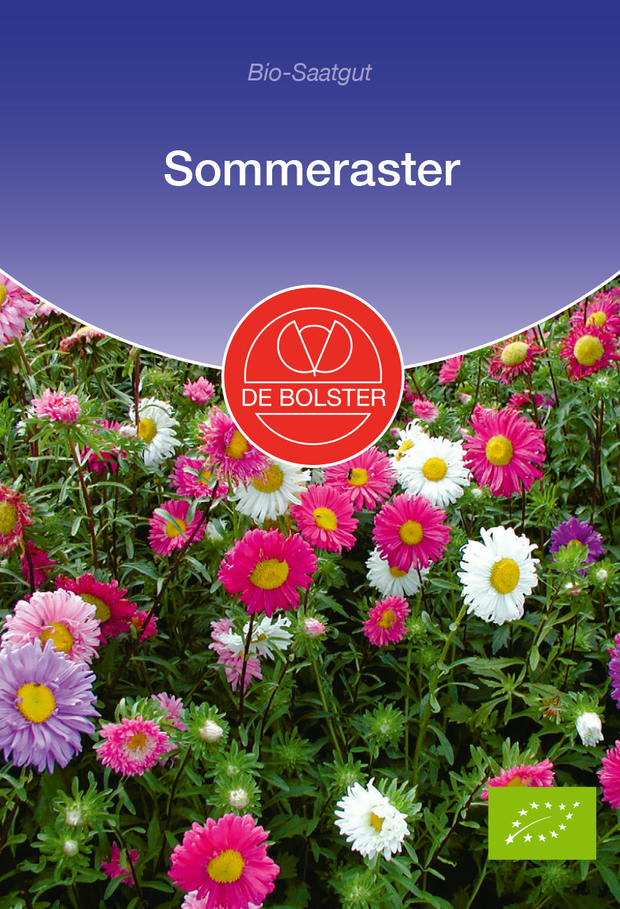 Sommeraster | BIO Asternsamen von De Bolster