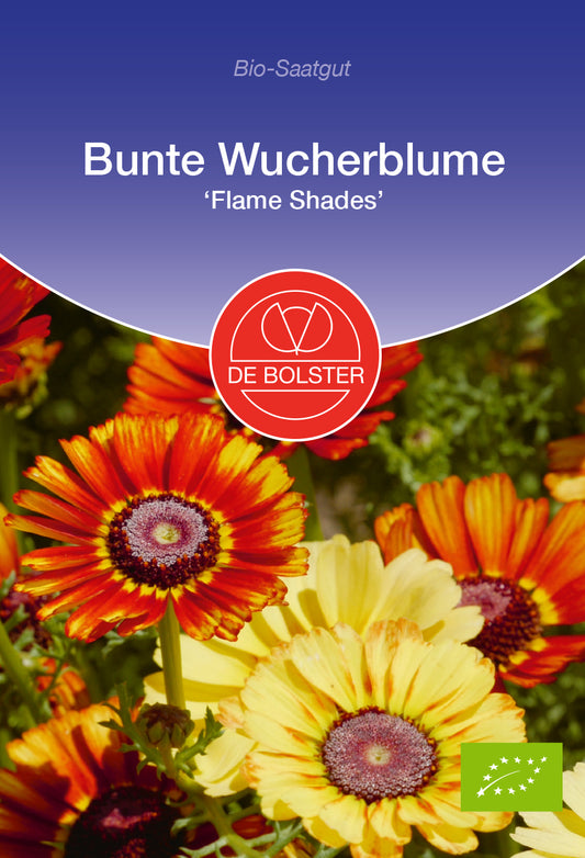 Bunte Wucherblume Flame Shades | BIO Blumensamen von De Bolster