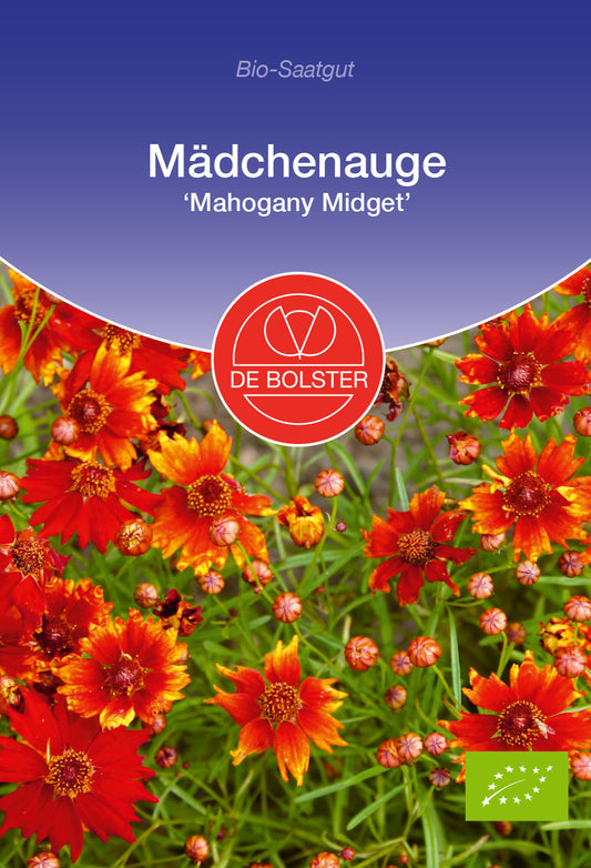 Mädchenauge Mahagony Midget | BIO Blumensamen von De Bolster