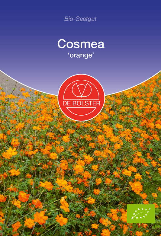 Cosmea orange | BIO Cosmeasamen von De Bolster
