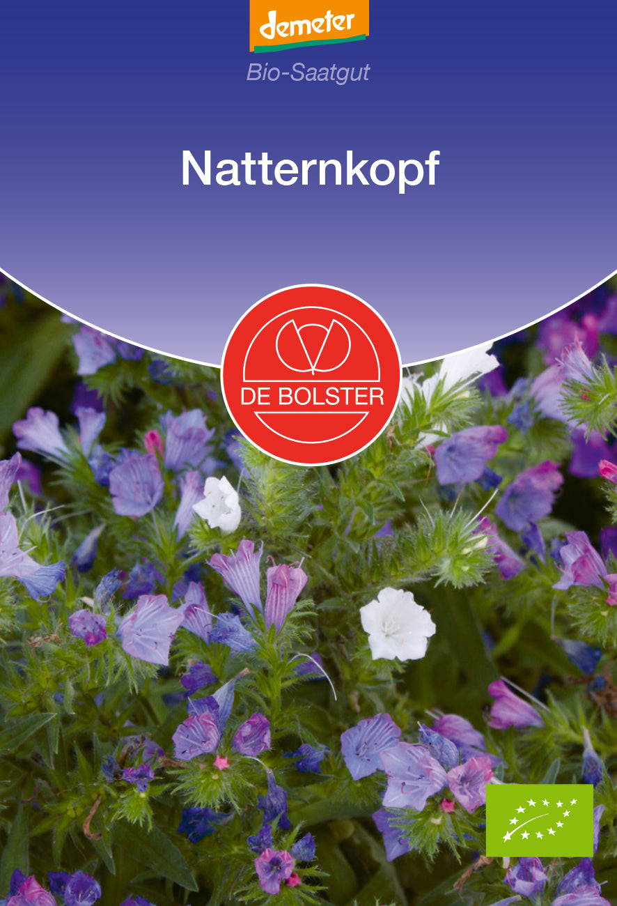 Natternkopf | BIO Blumensamen von De Bolster
