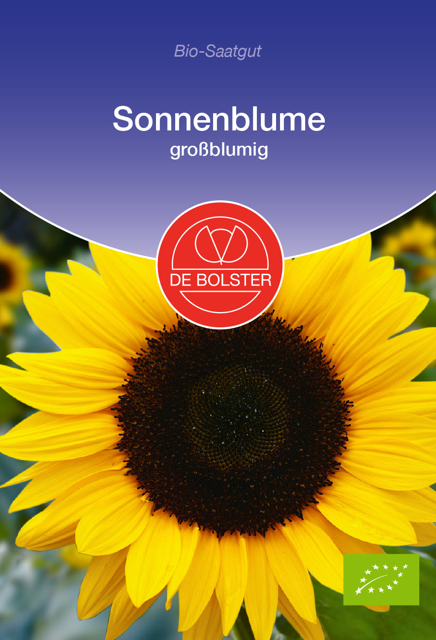 Sonnenblume großblumig | BIO Sonnenblumensamen von De Bolster