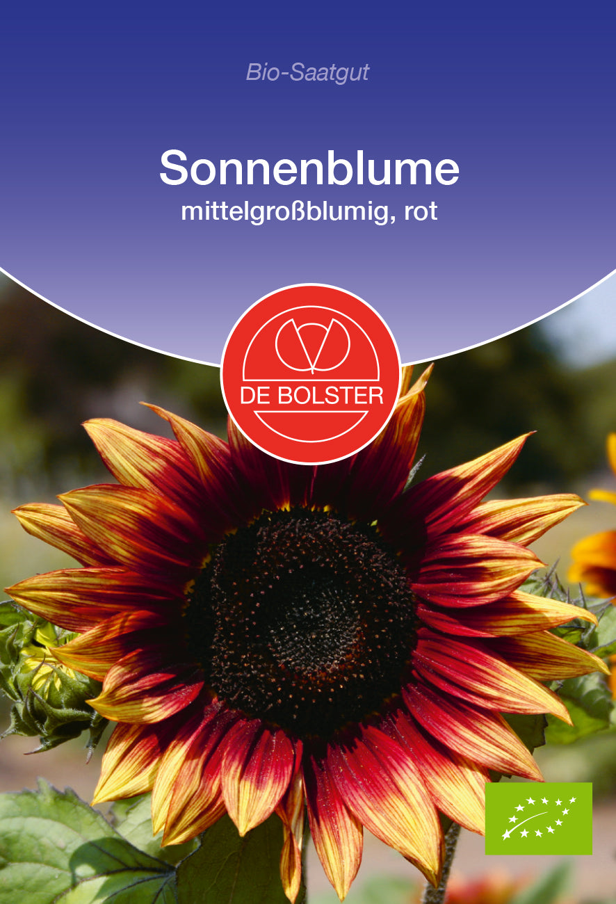 Sonnenblume mittelgroßblumig, rot | BIO Sonnenblumensamen von De Bolster