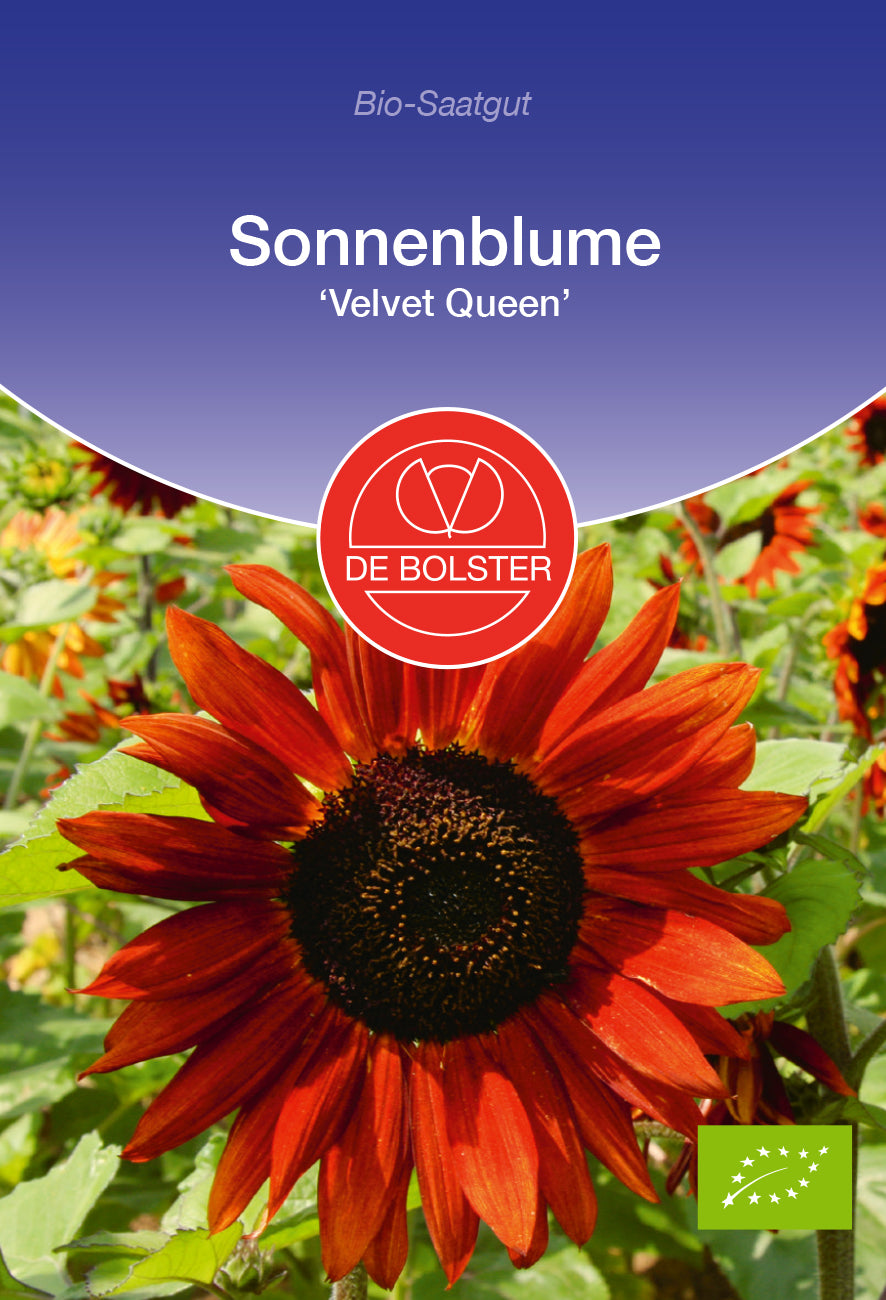 Sonnenblume Velvet Queen | BIO Sonnenblumensamen von De Bolster