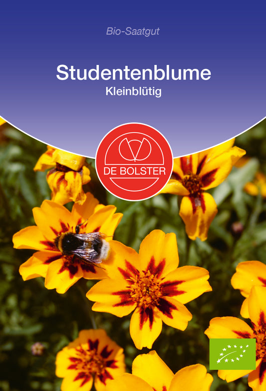Studentenblume kleinblütig | BIO Blumensamen von De Bolster