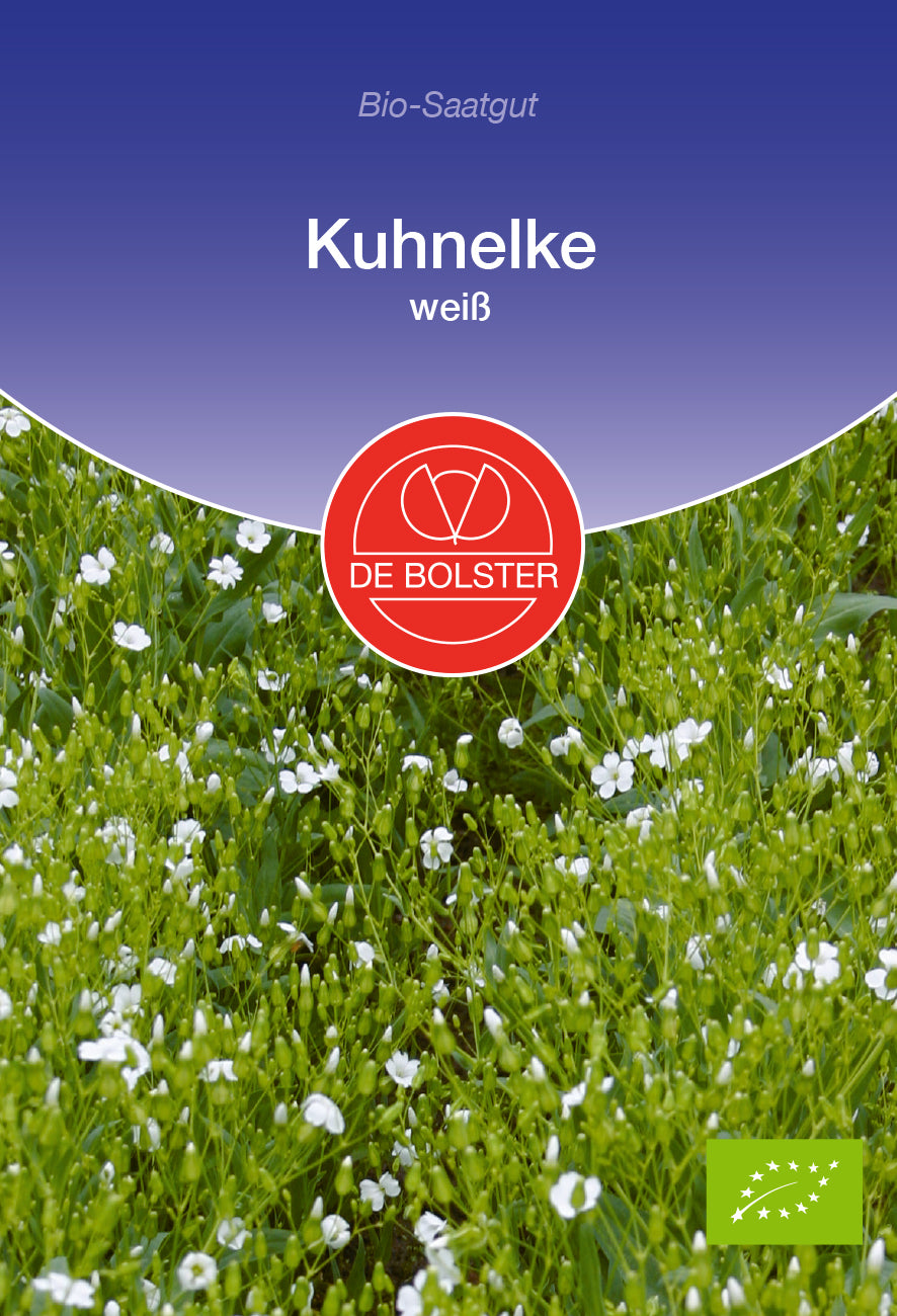 Kuhnelke weiß | BIO Blumensamen von De Bolster [MHD 12/2024]