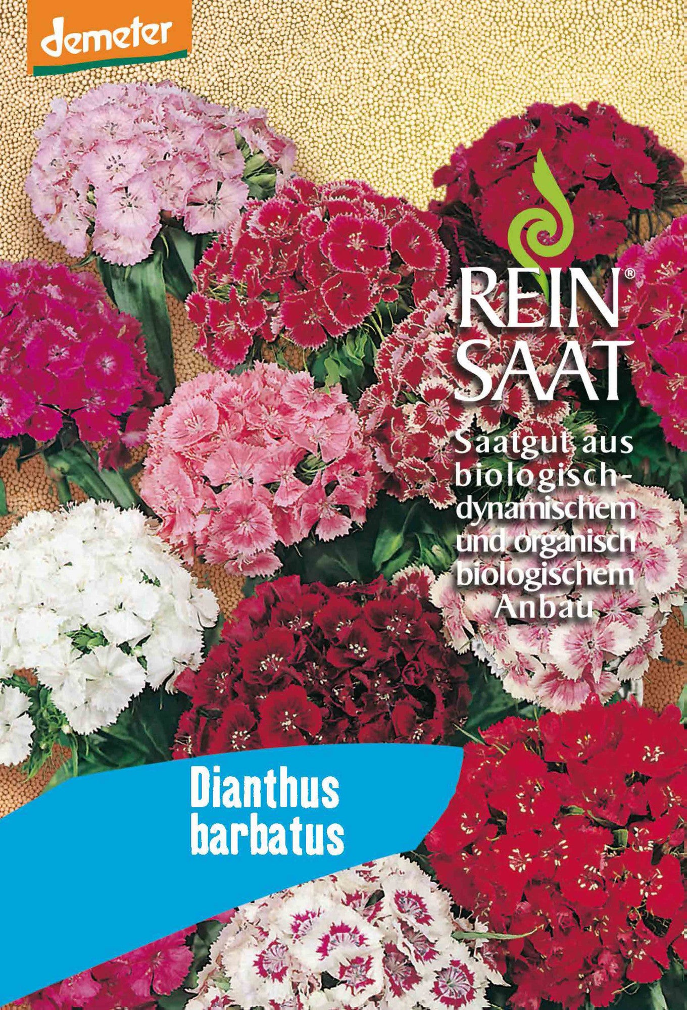 Bartnelke | BIO Blumensamen von Reinsaat