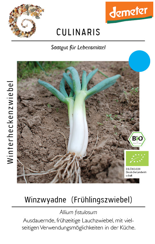 Winterheckenzwiebel (Frühlingszwiebel) | BIO Winterheckenzwiebelsamen von Culinaris