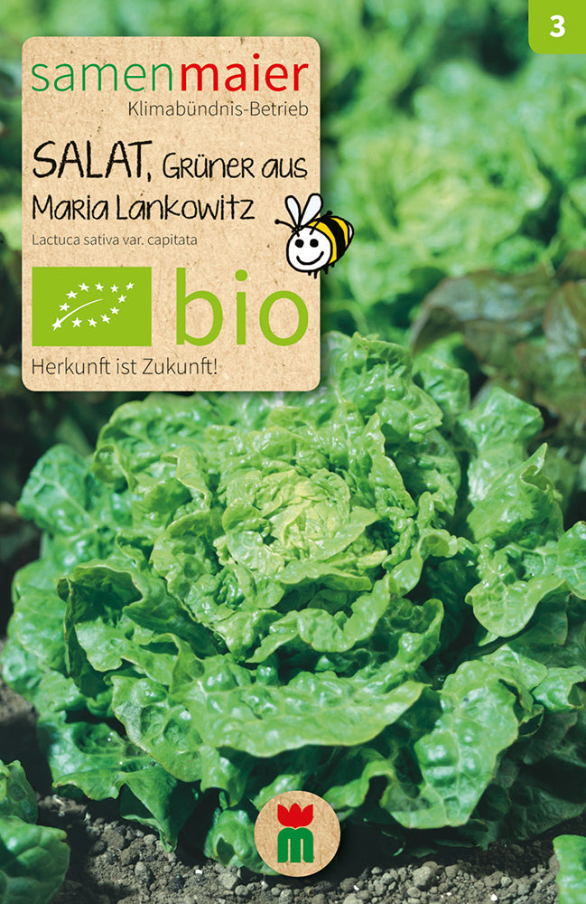 Salat Grüner aus Maria Lankowitz | BIO Salatsamen von Samen Maier