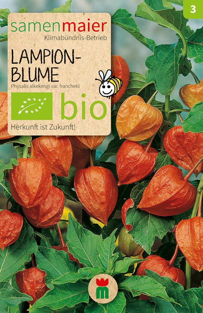 Lampionblume | BIO Blumensamen von Samen Maier