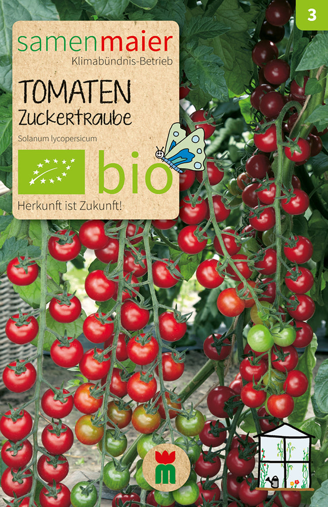 Tomate Zuckertraube | BIO Cocktail- / Kirschtomatensamen von Samen Maier