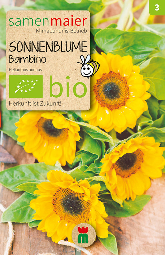 Sonnenblume Bambino | BIO Sonnenblumensamen von Samen Maier [MHD 12/2023]