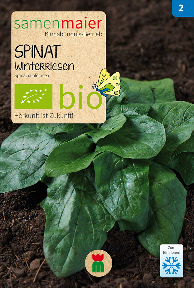Spinat Winterriesen | BIO Spinatsamen von Samen Maier