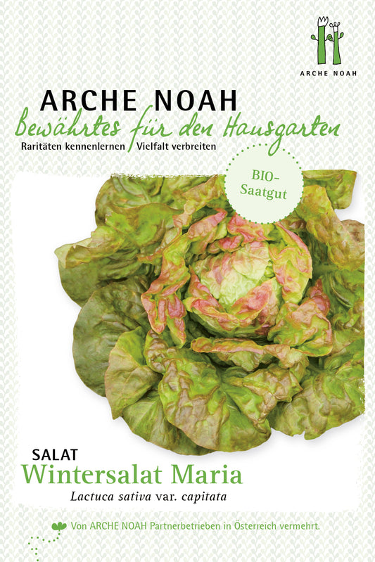 Salat Wintermarie | BIO Salatsamen von Arche Noah