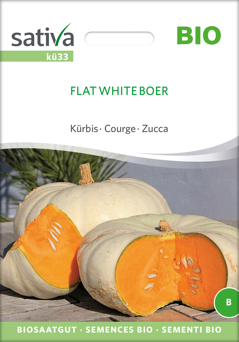 Kürbis Flat White Boer | BIO Kürbissamen von Sativa Rheinau