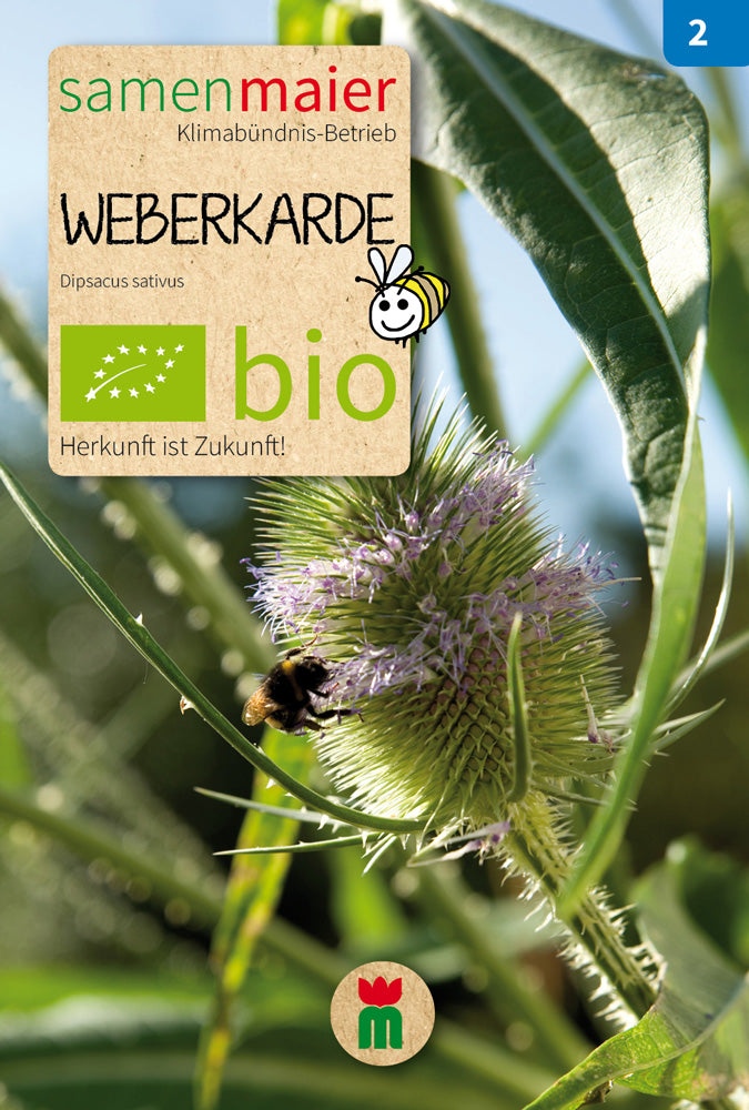 Weberkarde | BIO Wildblumensamen von Samen Maier