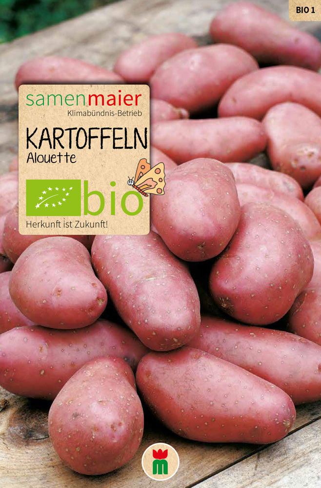 Kartoffel Alouette (8 Stück) | BIO Pflanzkartoffeln von Samen Maier