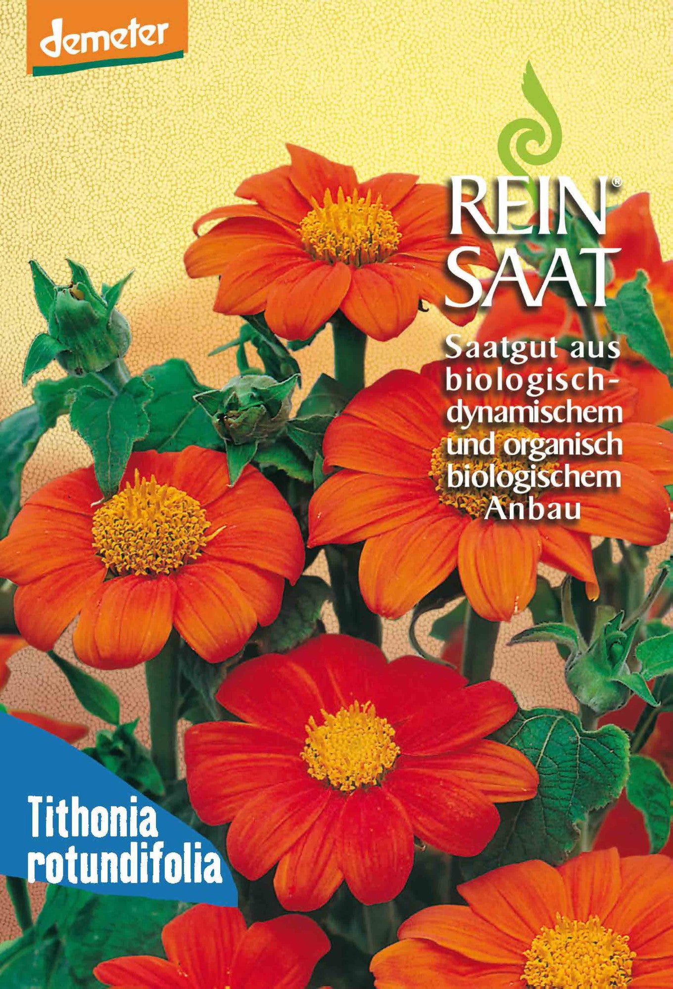Mexikanische Sonnenblume | BIO Sonnenblumensamen von Reinsaat