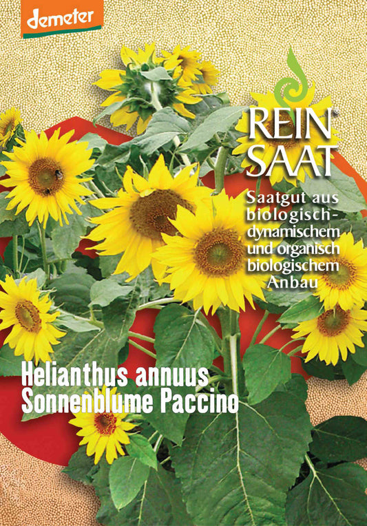 Sonnenblume Paccino | BIO Sonnenblumensamen von Reinsaat
