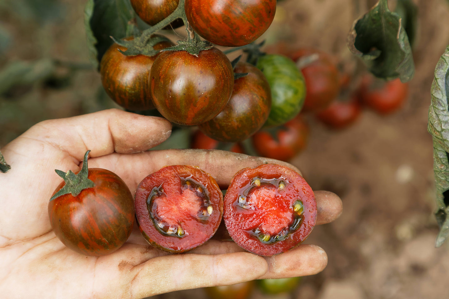 Tomate Cherry Zebra | BIO Tomatensamen von Culinaris