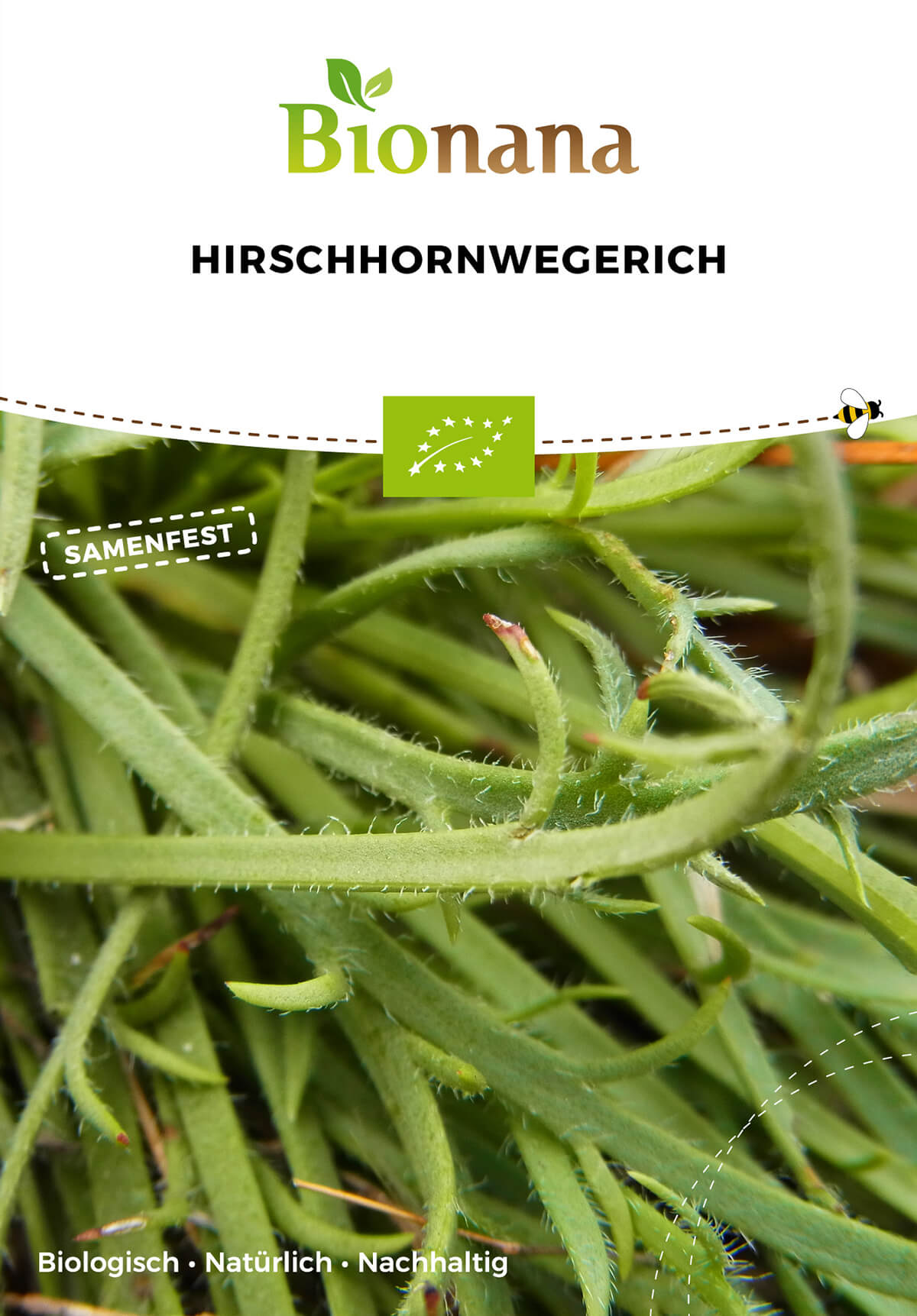 Hirschhornwegerich | BIO Kräutersamen von Bionana