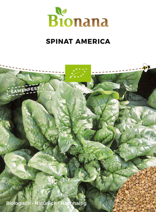 Spinat America | BIO Spinatsamen von Bionana