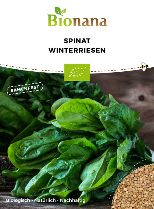 Spinat Winterriesen | BIO Spinatsamen von Bionana
