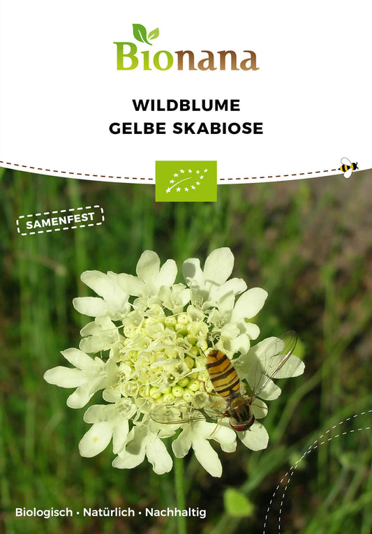 Wildblume Gelbe Skabiose | BIO Wildblumensamen von Bionana