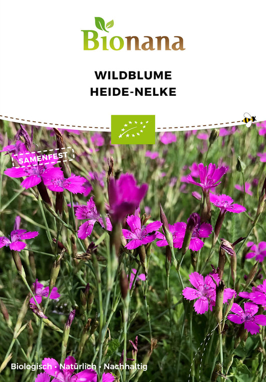 Wildblume Heide-Nelke | BIO Wildblumensamen von Bionana