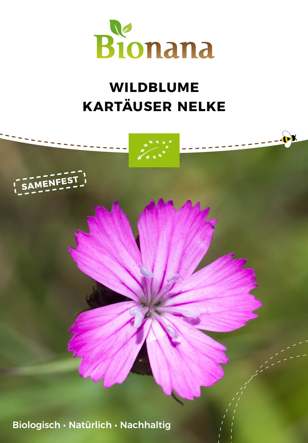 Wildblume Kartäuser Nelke | BIO Wildblumensamen von Bionana