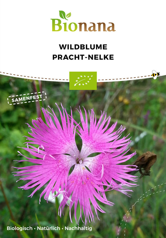 Wildblume Pracht-Nelke | BIO Wildblumensamen von Bionana