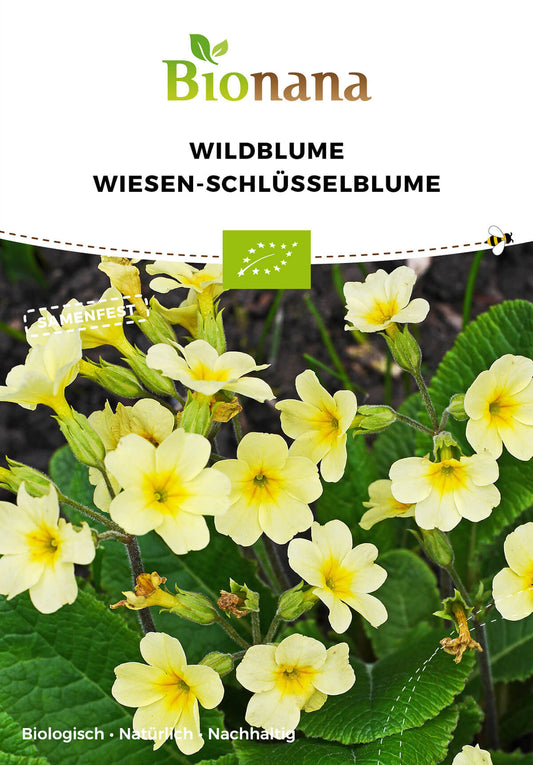 Wildblume Wiesen-Schlüsselblume | BIO Wildblumensamen von Bionana
