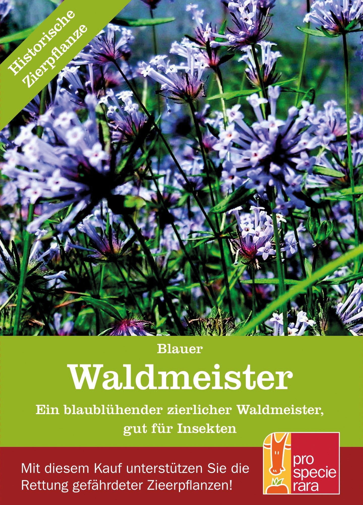 Blauer Waldmeister | BIO Waldmeistersamen von ProSpecieRara