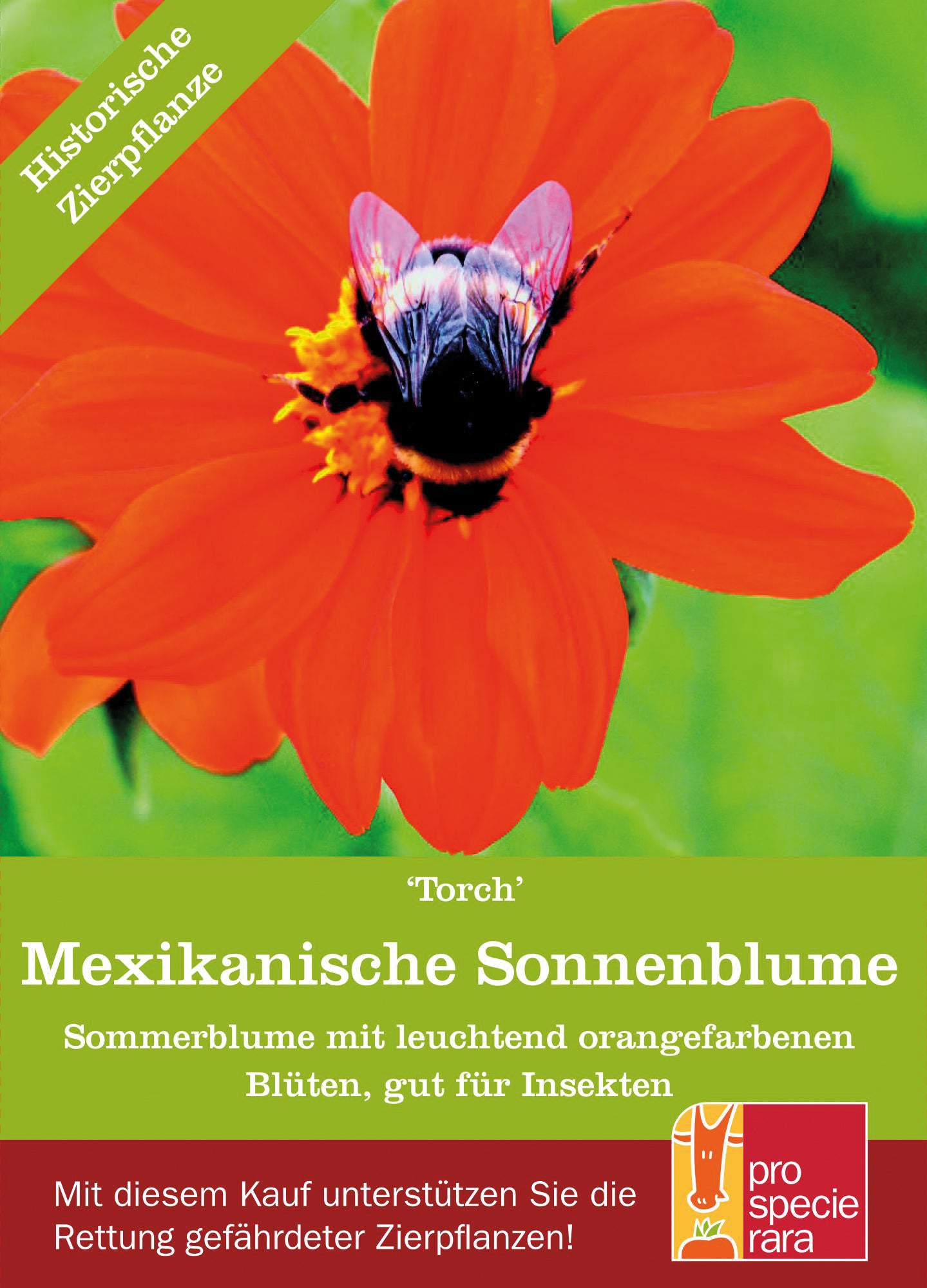 Mexikanische Sonnenblume Torch | BIO Sonnenblumensamen von ProSpecieRara