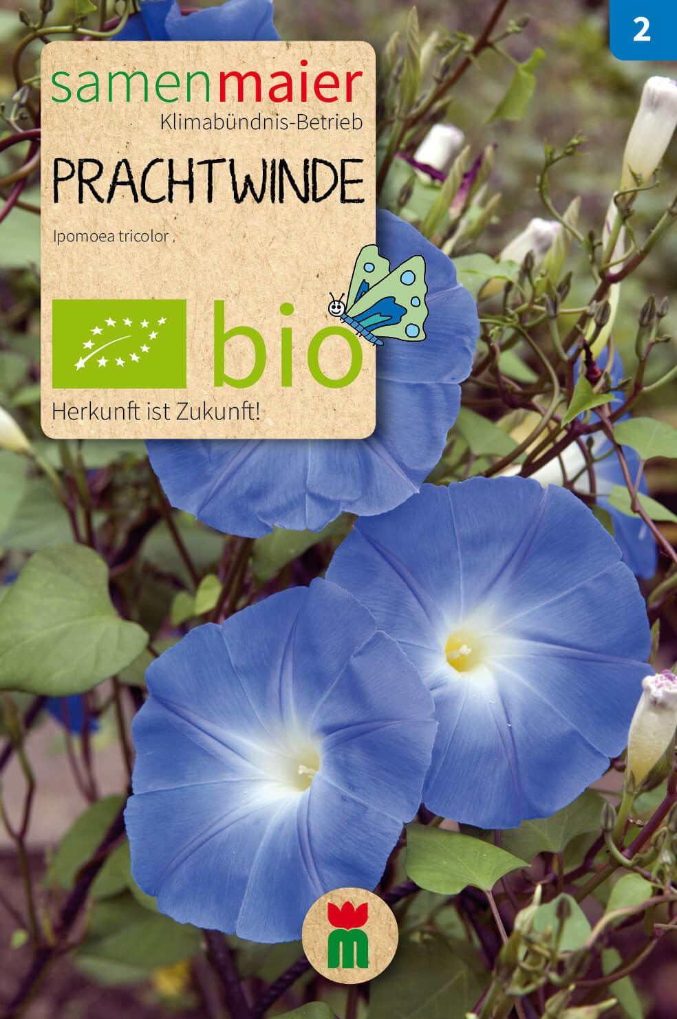 Prachtwinde blau | BIO Windensamen von Samen Maier