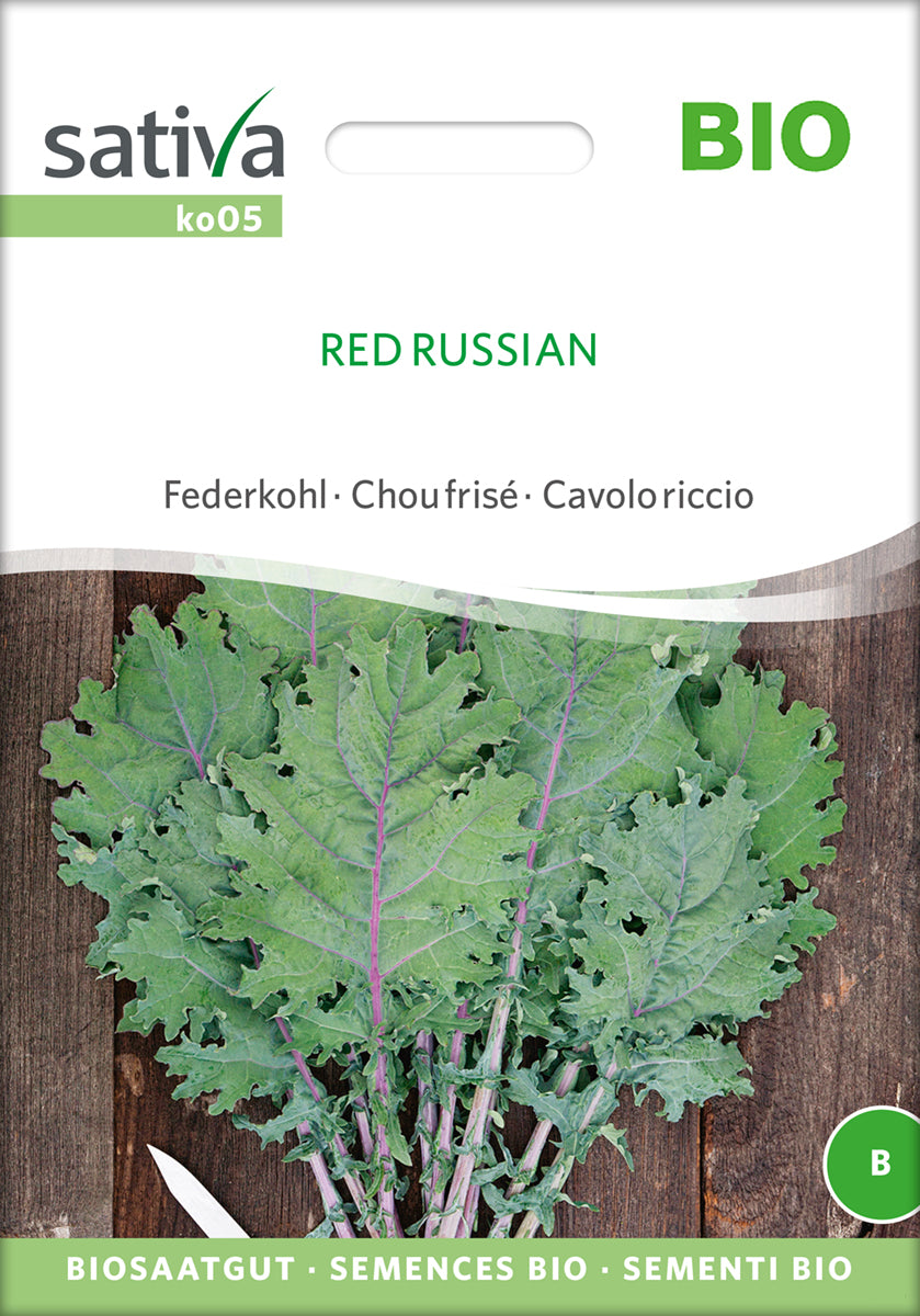 Federkohl Red Russian | BIO Kohlsamen von Sativa Rheinau