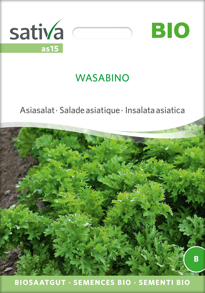 Asiasalat Wasabino | BIO Asiasalatsamen von Sativa Rheinau