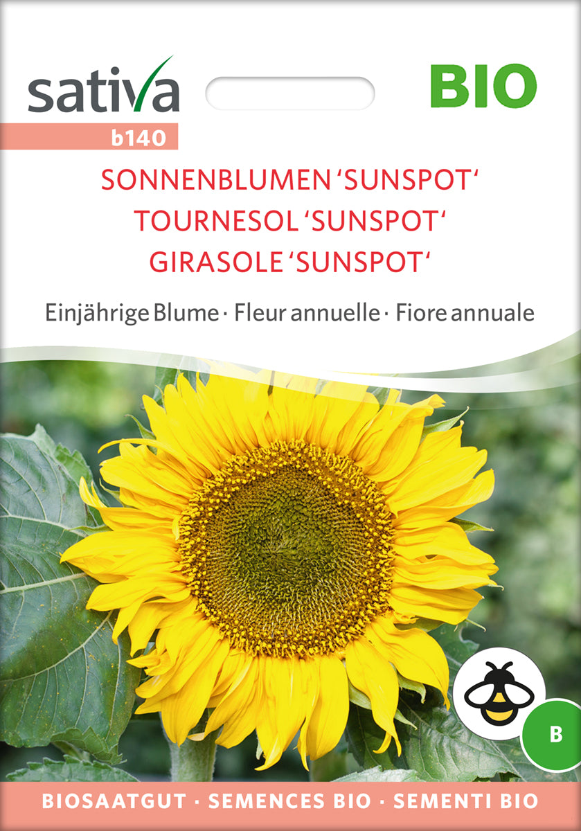 Sonnenblume Sunspot | BIO Sonnenblumensamen von Sativa Rheinau