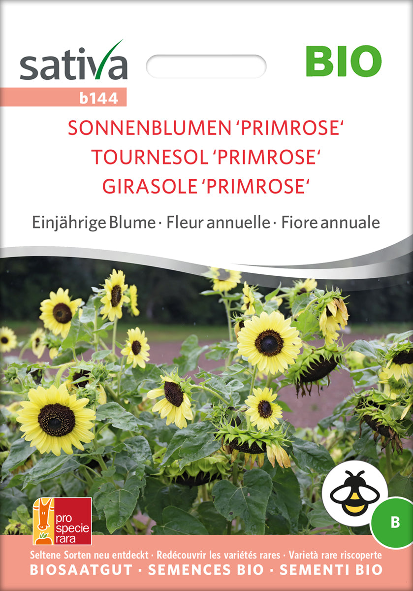 Sonnenblume Primrose | BIO Sonnenblumensamen von Sativa Rheinau