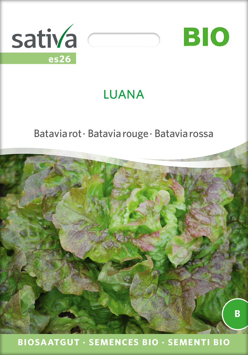 Batavia rot Luana | BIO Eissalatsamen von Sativa Rheinau