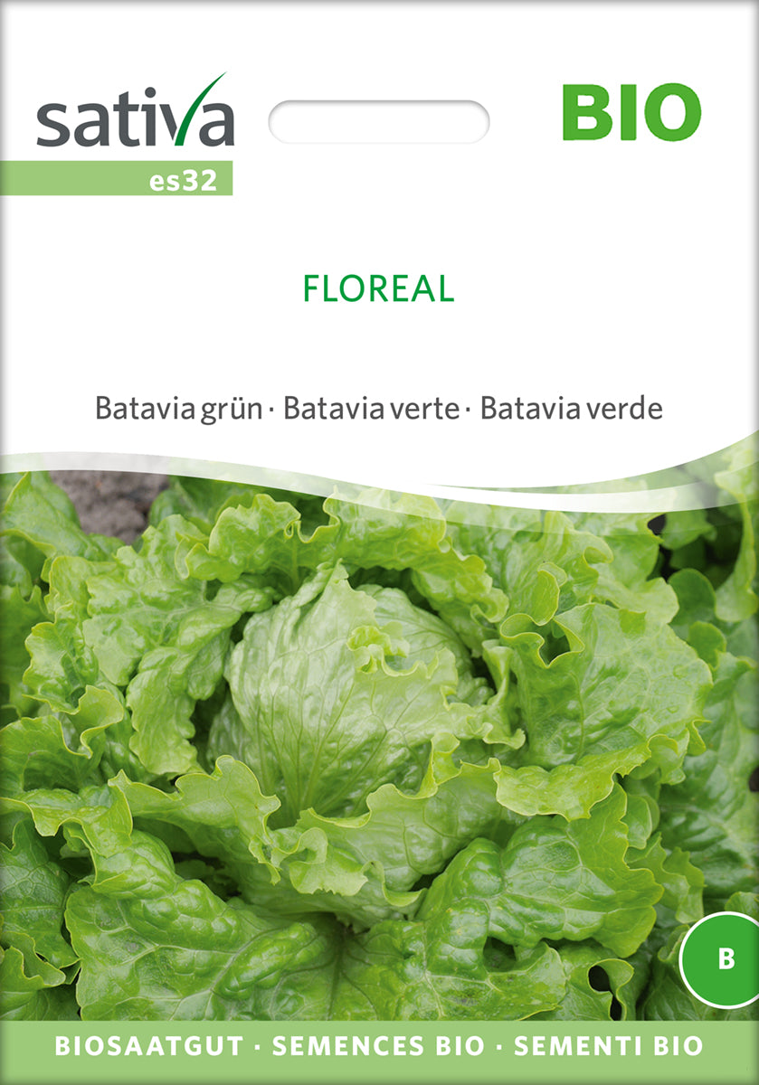 Batavia grün Floreal | BIO Salatsamen von Sativa Rheinau
