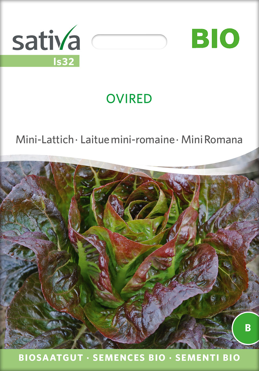 Mini-Lattich Ovired | BIO Salatsamen von Sativa Rheinau