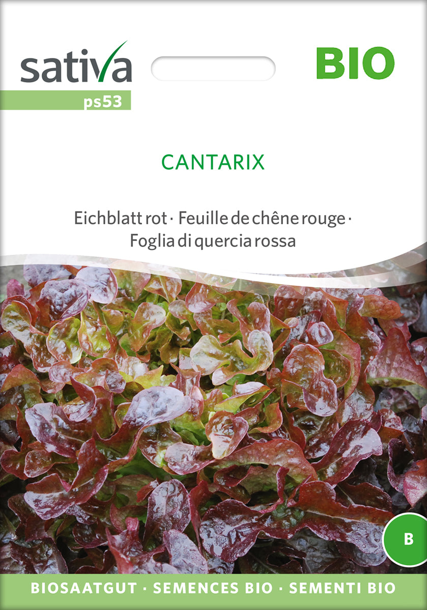 Eichblatt rot Cantarix | BIO Eichblattsalatsamen von Sativa Rheinau